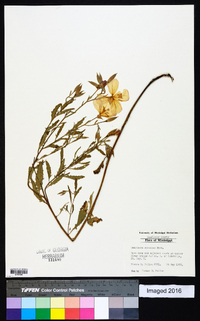 Oenothera speciosa image