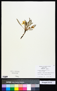 Oenothera tanacetifolia image