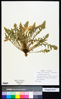 Oenothera triloba image