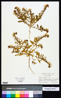 Eremothera boothii var. alyssoides image