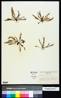 Oenothera breviflora image