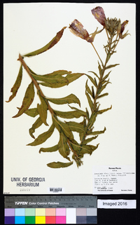 Oenothera elata subsp. hirsutissima image