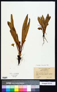 Oenothera heterantha image