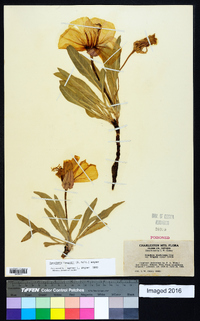 Oenothera howardii image