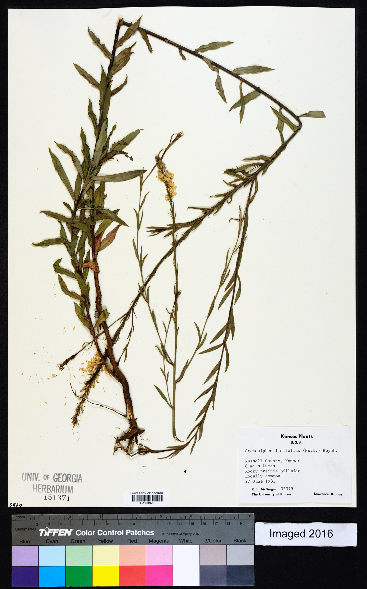 Oenothera glaucifolia image