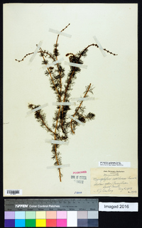 Myriophyllum sibiricum image