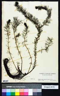 Myriophyllum sibiricum image