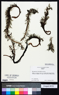 Myriophyllum heterophyllum image