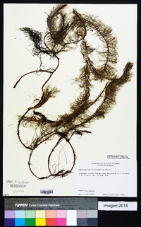 Myriophyllum heterophyllum image