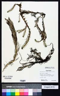 Myriophyllum pinnatum image