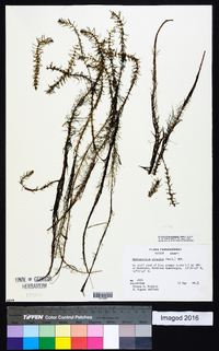 Myriophyllum pinnatum image