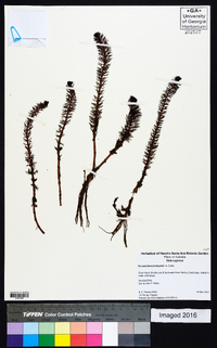 Myriophyllum propinquum image