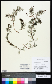 Myriophyllum spicatum image