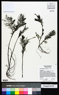 Myriophyllum sibiricum image