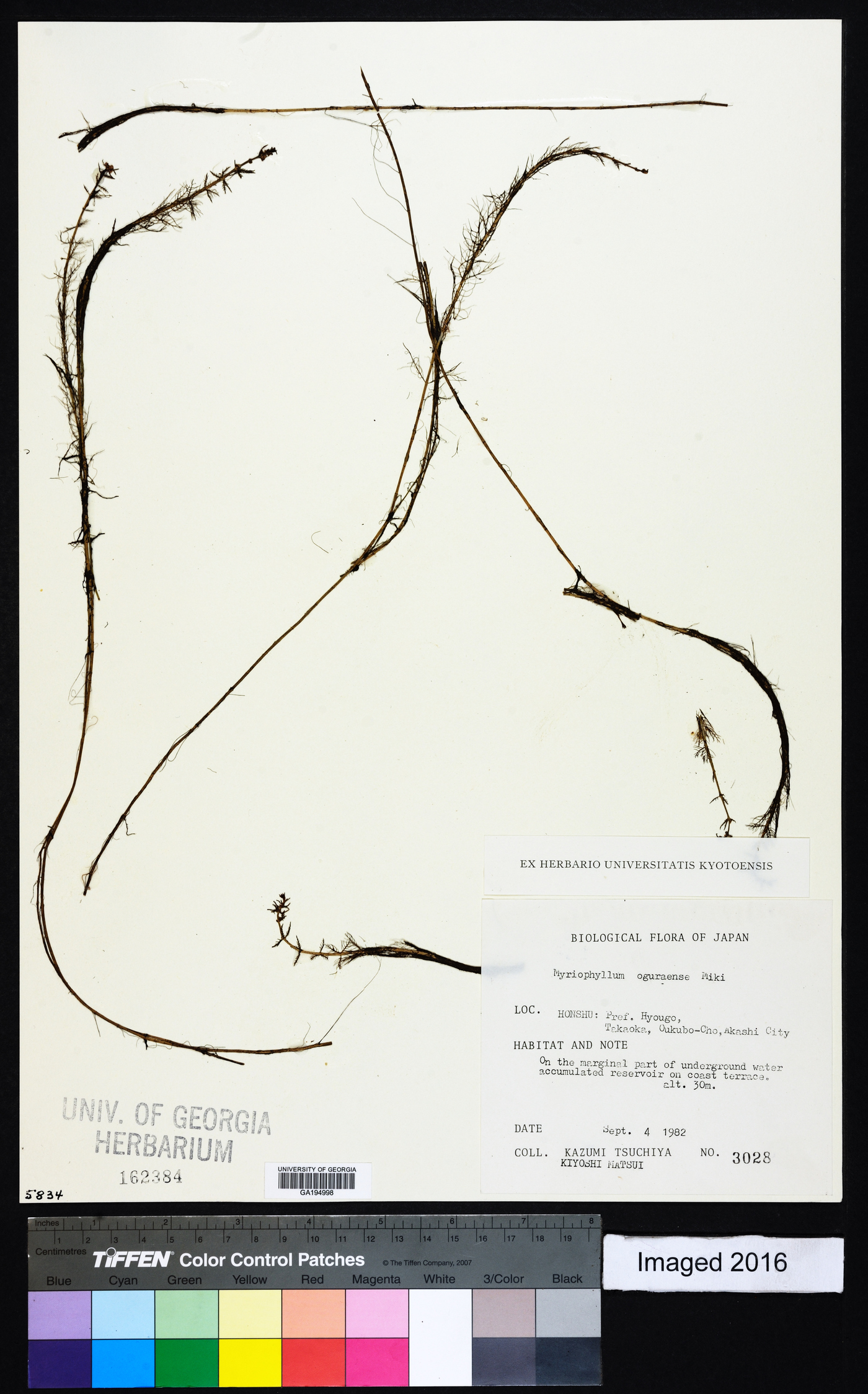 Myriophyllum oguraense image