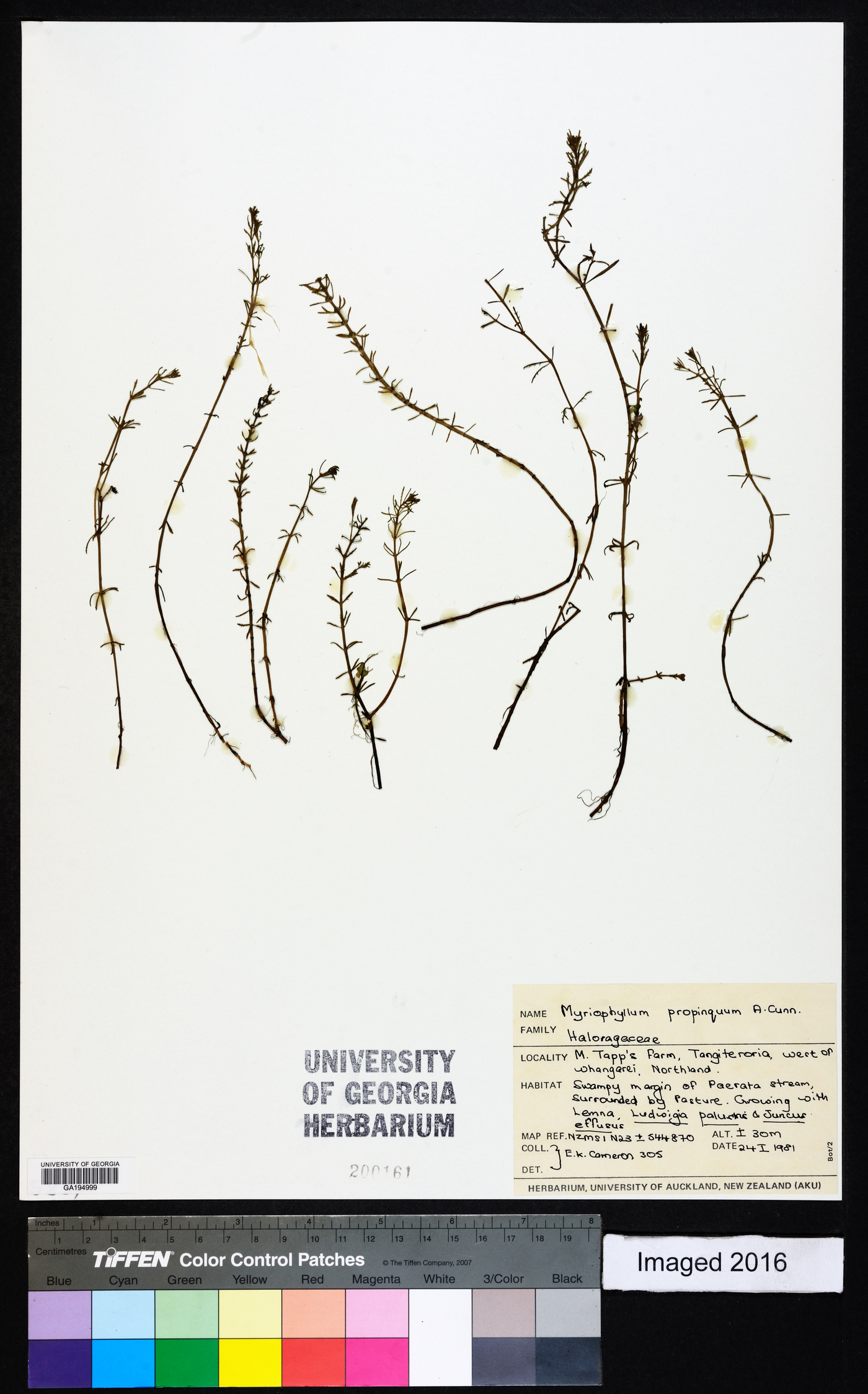 Myriophyllum propinquum image