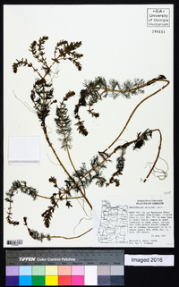 Myriophyllum quitense image