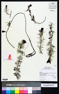 Myriophyllum verticillatum image