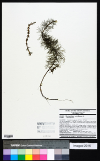 Myriophyllum verticillatum image