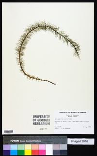 Myriophyllum verticillatum image