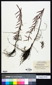 Proserpinaca palustris var. amblyogona image