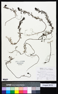 Proserpinaca pectinata image