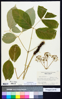 Aralia nudicaulis image