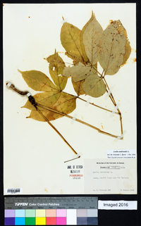 Aralia nudicaulis image