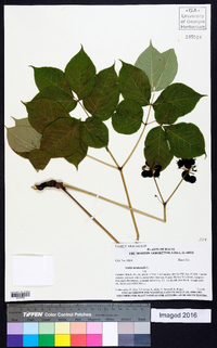 Aralia nudicaulis image