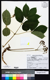 Aralia nudicaulis image