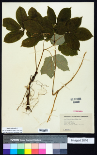 Aralia nudicaulis image