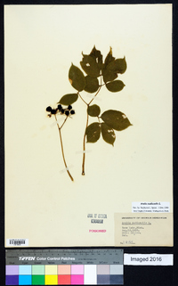 Aralia nudicaulis image