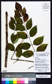 Aralia spinosa image