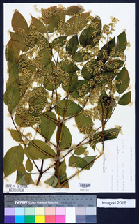 Aralia spinosa image