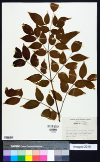 Aralia spinosa image