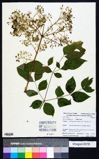 Aralia spinosa image