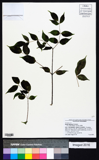 Aralia spinosa image