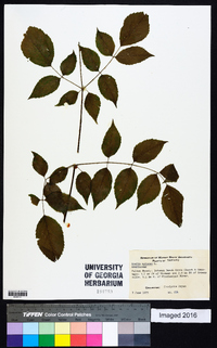 Aralia spinosa image