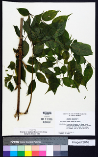 Aralia spinosa image