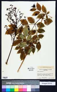 Aralia spinosa image