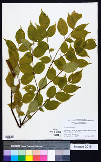 Aralia spinosa image