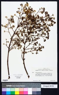 Aralia spinosa image