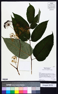 Aralia californica image