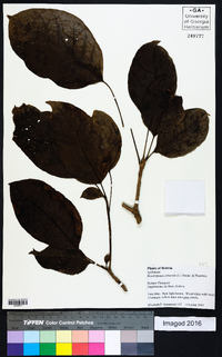 Dendropanax arboreus image