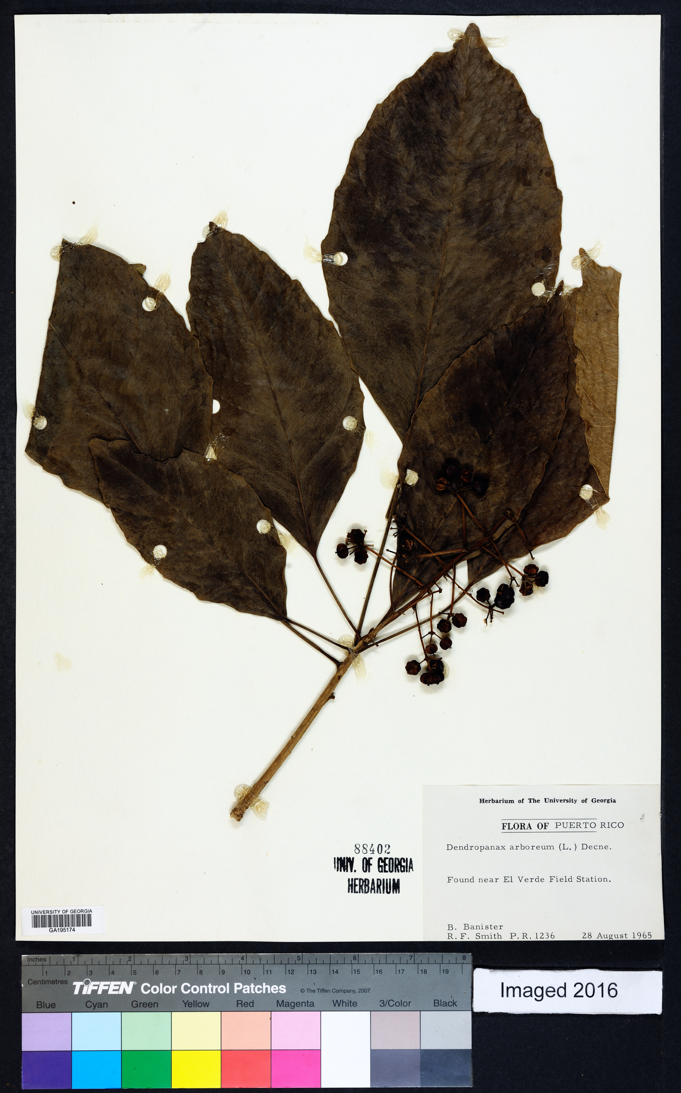 Dendropanax arboreus image