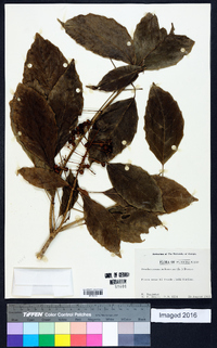 Dendropanax arboreus image