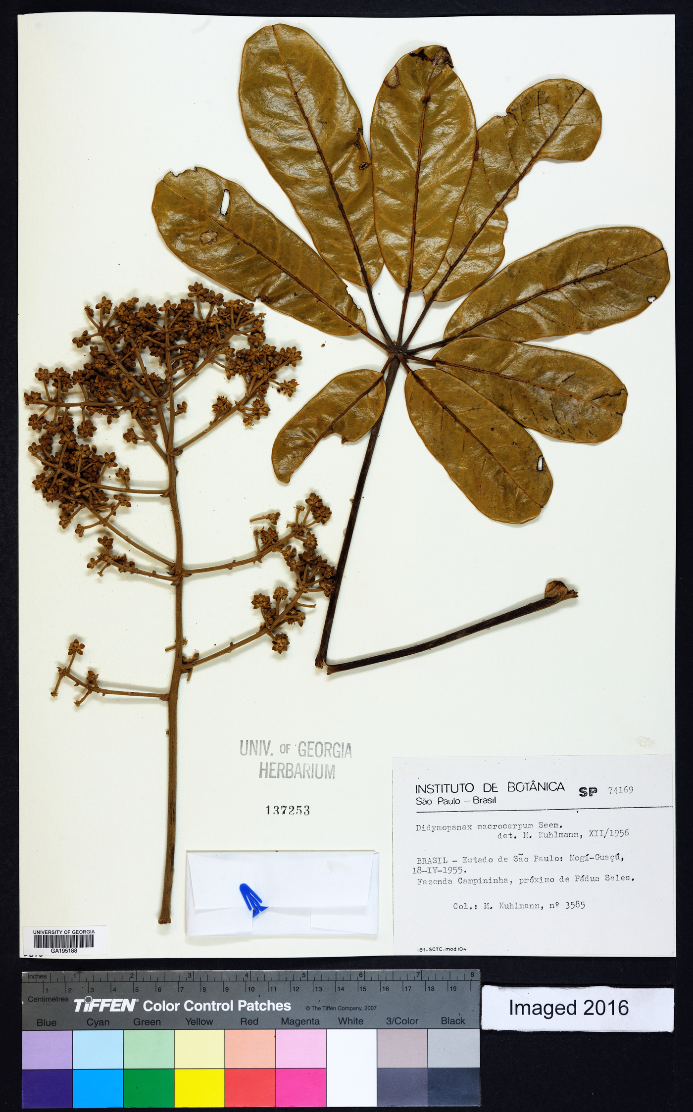 Schefflera macrocarpa image
