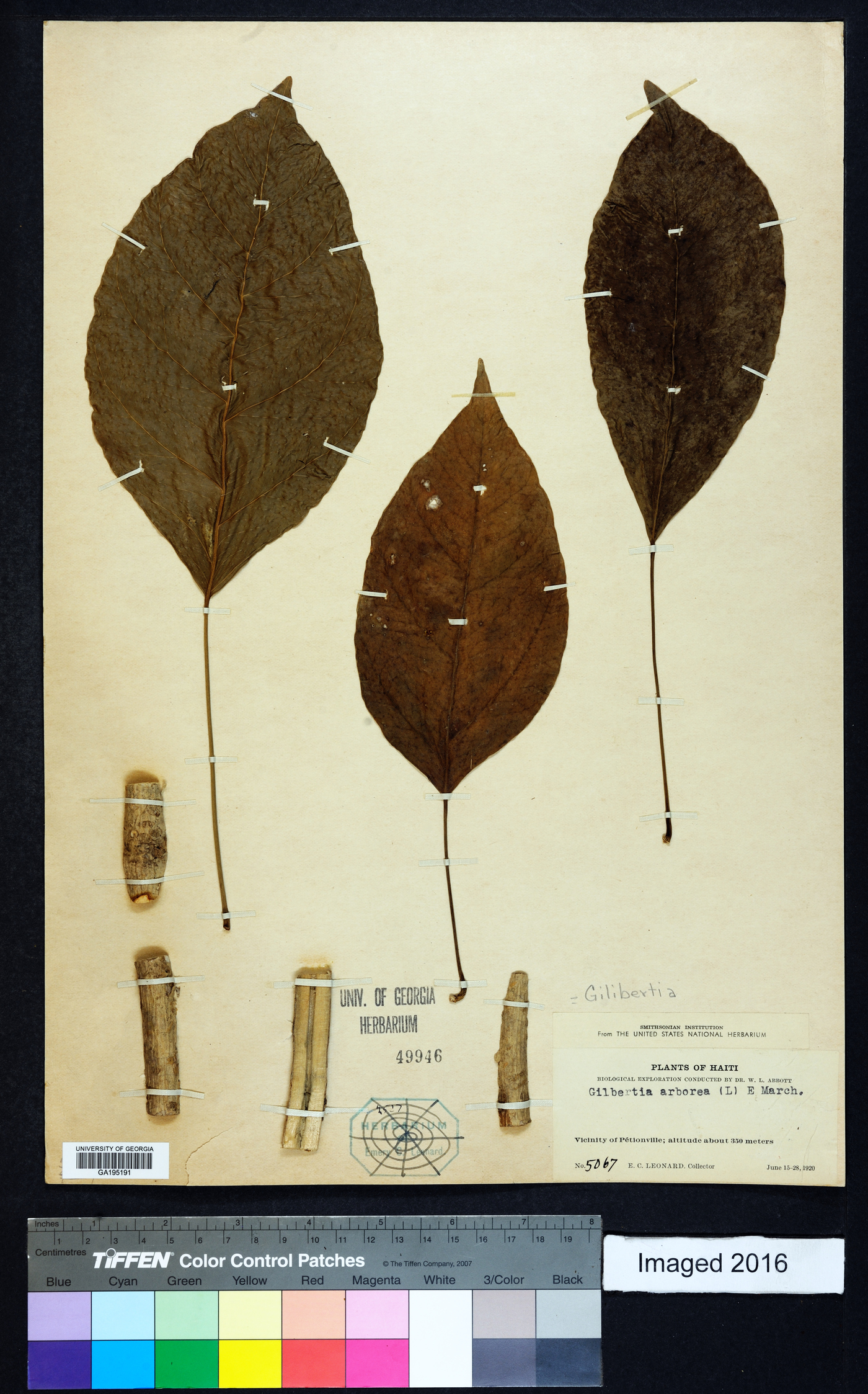 Dendropanax arboreus image