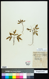 Panax trifolius image