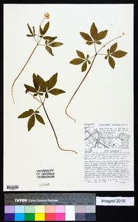 Panax trifolius image